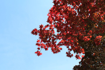 Red maple
