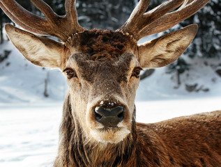 Wapiti d'hiver - Face