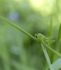 A green grasshopper on grass. Summer blur background.