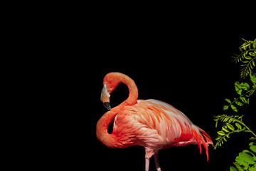 Flamingo auf schwarzem Hintergrund mit Pflanzen