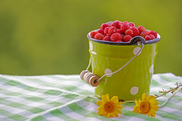 A small bucket of wild strawberries. Bucket green, filled with berries of red on a green blurred background. Colorful summer picture in red and green tones.