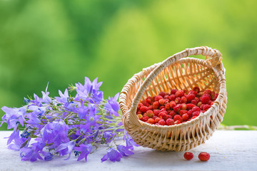 Wild strawberry in the basket, bells flowers on a green background. Summer colorful still life. Plenty of space for text. Wallpaper, illustration.