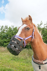 Pony wearing a grazing muzzle, that can attach to a head collar, to prevent too much grass being consumed.