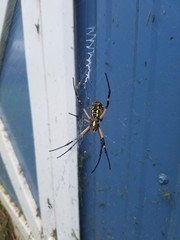 garden spider