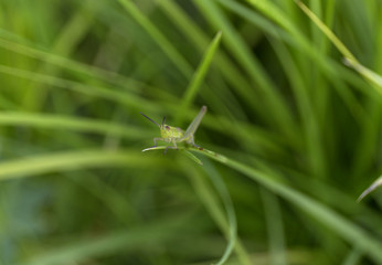 A green grasshopper on grass. Summer blur background.