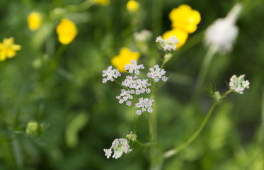 Achillea millefolium. Pink yarrow. Wildflowers on blur green background.