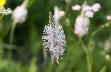 Goose grass. Plantain flower. Wildflowers on blur green background.