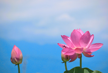 大賀蓮の花