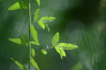 Green leaf name is sensitive plant as background