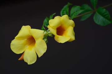 Naklejka na ściany i meble Yellow flower : Wild Allamanda or Hammock viperstail flower over black background
