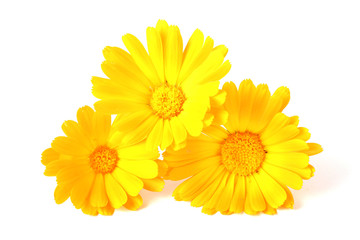 Calendula flowers isolated on white
