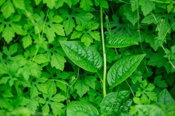 green leaf
