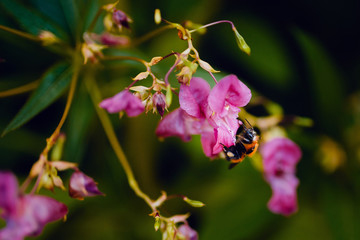 Close-up of a bumblebee sitting on a pink flower flower, pollinating. Green backdrop