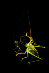 The Grasshopper