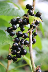 Schwarze Johannisbeeren  am Strauch