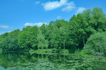 am Borner See im Schwalm-Nette Naturpark bei Brüggen am Niederrhein,NRW,Rheinland,Deutschland