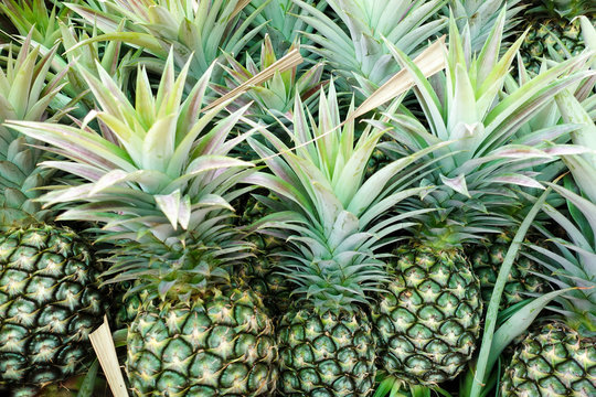 Fresh green pineapple