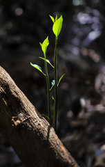 Close up young plant growing on old tree stump with the morning light and nature bokeh background. Growth concept for new life growth ecology business financial and Earth Day.
