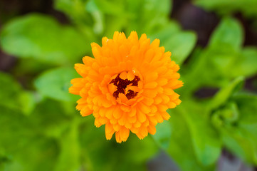 Orange flower on green background