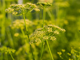 Flowers of dill
