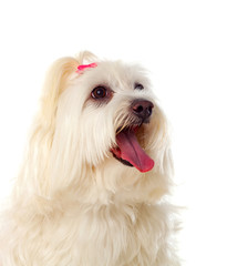 Portratit of a white dog with long hair and a pigtail