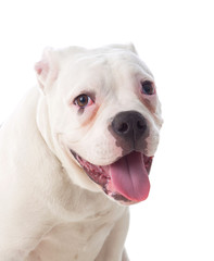 Cute American Bulldog