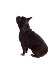 Portrait in Studio of a cute bulldog