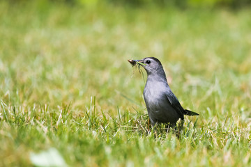 Cat Bird