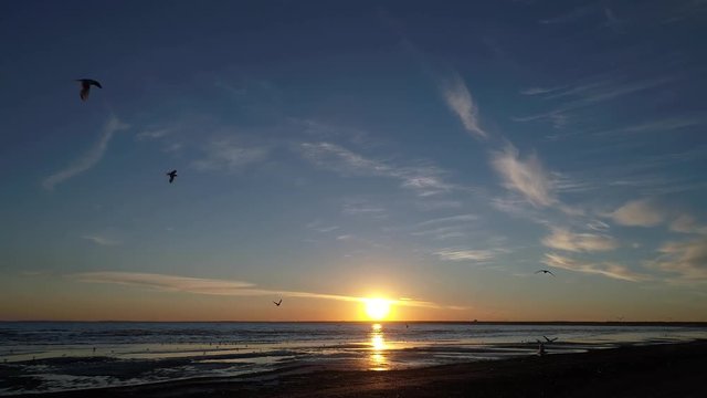 Silhouettes of seagulls flying at sunset
