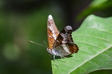 Image of The Knight butterfly (Lebadea martha Fabricius, 1787) on green leaves. Insect Animal