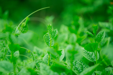 green leaf