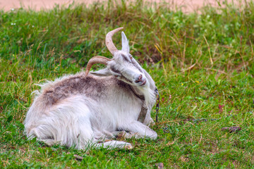 A white horned goat is grazing in a rustic meadow. 