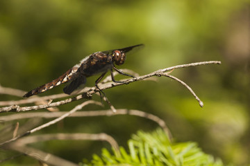 Common whitetail skimmer dragonfly (Plathemis lydia) resting on a twig. Juvenile male long-tailed dragonfly resting on a bramble, isolated against a blurred background.