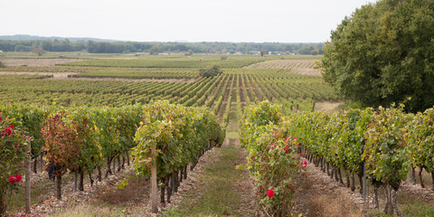 Fototapeta na wymiar Panoramic view of a vineyard in the Bordeaux countryside - France