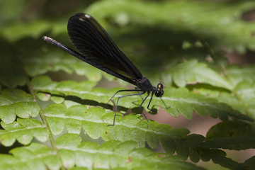 Female ebony jewelwing damselfly (Calopteryx maculata) resting on a fern leaf. Black-winged...