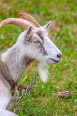 Fototapeta premium A white horned goat is grazing in a rustic meadow. 
