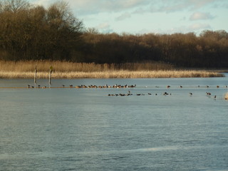 &Eacute;tang de Langatte