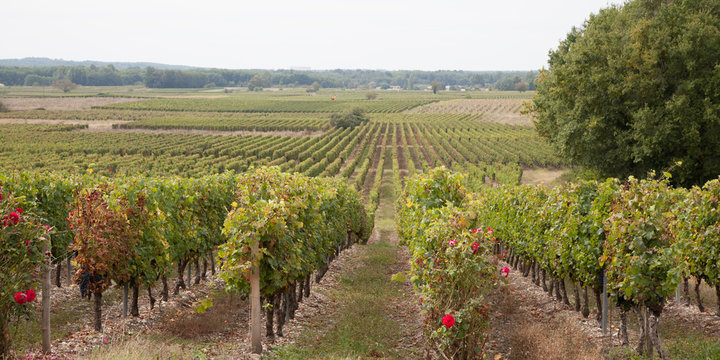 Panoramic view of a vineyard in the Bordeaux countryside - France