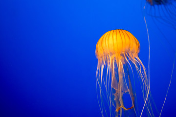 Yellow jellyfish