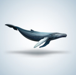 Blue whale isolated on white background - obrazy, fototapety, plakaty