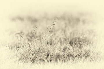 Antique plate photography of close-up of plant with dew in meadow. © ysbrandcosijn