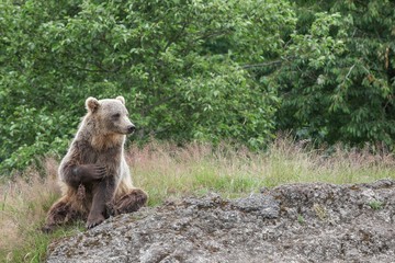 Brown bear in the nature 