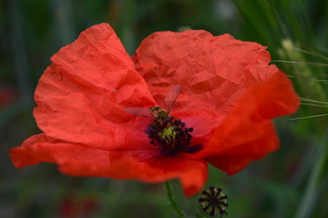 hover fly on poppy