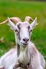 A white horned goat is grazing in a rustic meadow. 