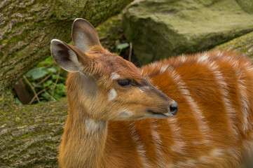 a young nyala antelope
