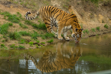 a tiger drinking