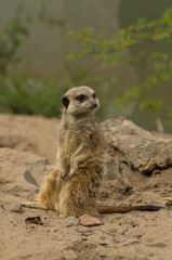 an alert meerkat