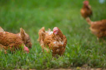 chicken
