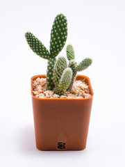 Cactus in orange color plasticpot on white background