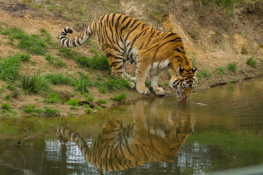 a tiger drinking